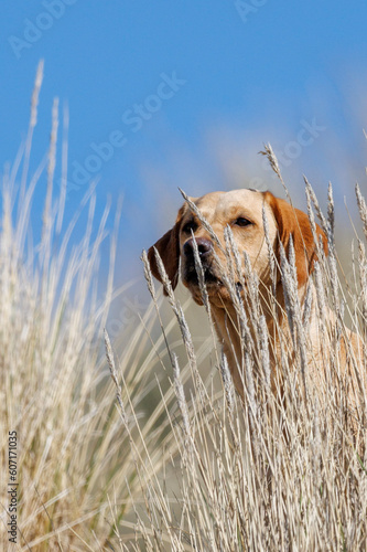 dog in the dunes