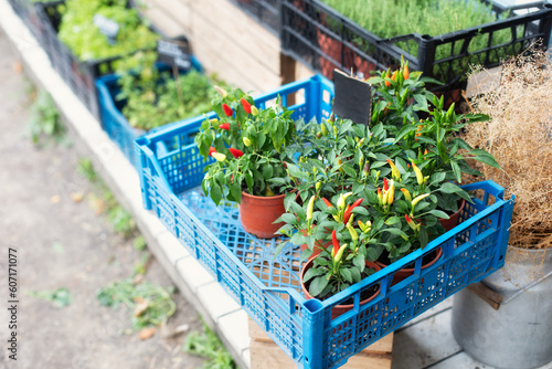 Different hot chili pepper plants with yellow, red fruits. Decorative small colorful jalapeno peppers grow in pots in home mini garden. Ripe chili on branch of bush. Home gardening. Capsicum Annuum 