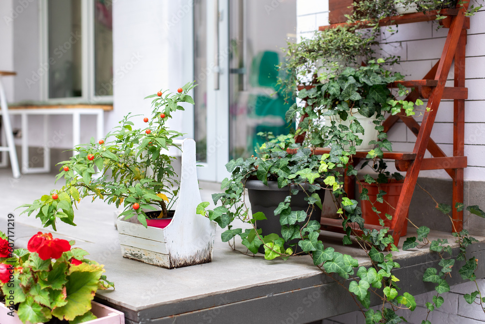 Fototapeta premium Green plants in pot on the balcony. Gardening at home concept. Cozy porch of house with plants and bloom flowers in wooden box in backyard home in summer. Spicy herbs in pot on outdoor on terrace. 