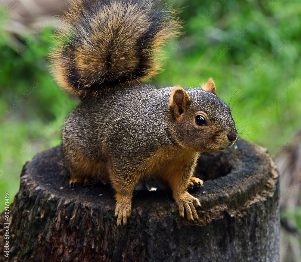 Fototapeta premium fox squirrel in the park