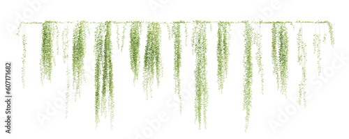 Fotografia Group of Vernonia Elliptica creeper plant, isolated on transparent background