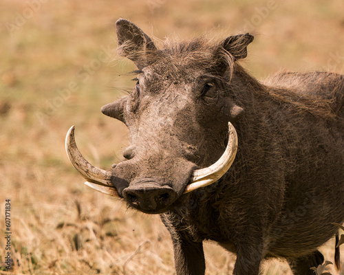 Foto Male Warthog with huge tusks