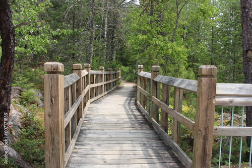 Bridge along hiking trail among green trees in wooded forest area.