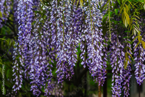 Beautiful blooming purple hanging wisteria flowers grow on a tree in a garden in nature.