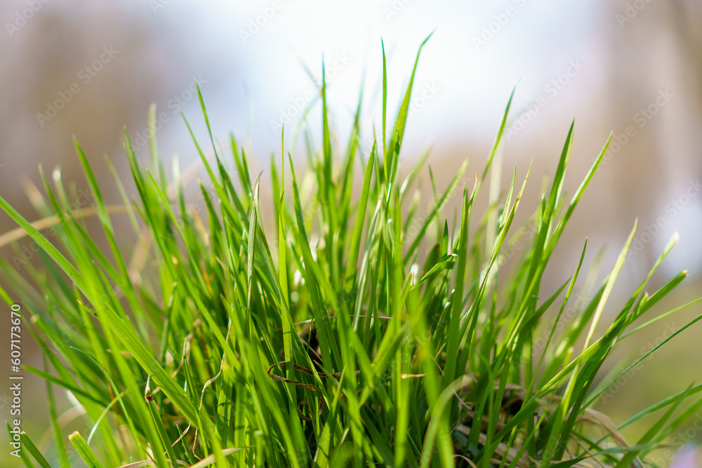 Grass near the house. The need to mow the lawn. Background with selective focus and copy space