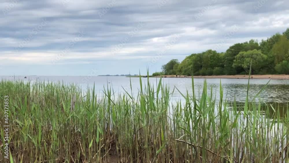 landscape by the river, spring, low clouds, forest, green reeds in the foreground, zoom out landscape by the river, spring, low clouds, forest, green reeds in the foreground, zoom out
