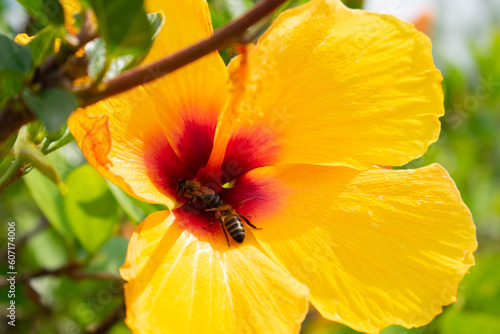 Portrait of Hibiscus calyphyllus. Beautiful tropical Hibiscus calyphyllus flower on outdoor bush with two bees collecting pollen. Honeybee collecting pollen on a yellow flower.