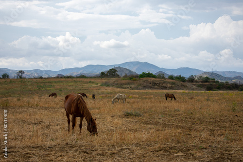 Landscape with horses. Horses grazing in the summer pastures. Eating grass in the countryside in the province of Malaga, Andalusia, Spain. © Stefan