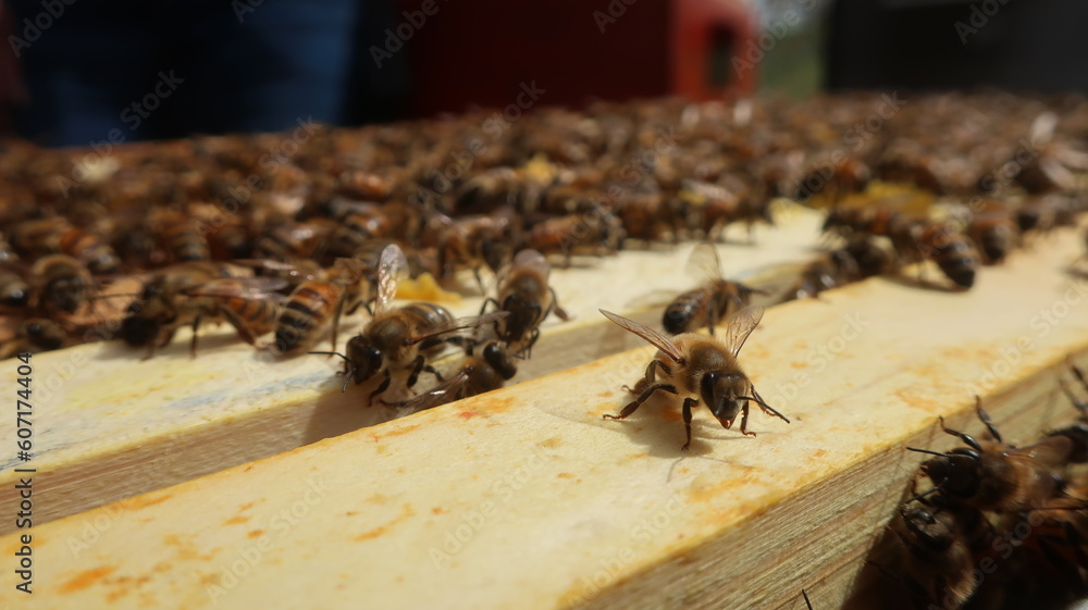 Obraz premium Honigbienen