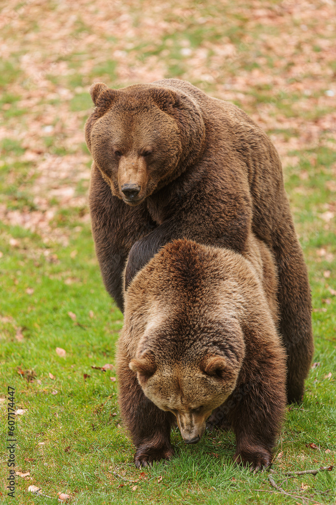 male brown bear (Ursus arctos) is with a female