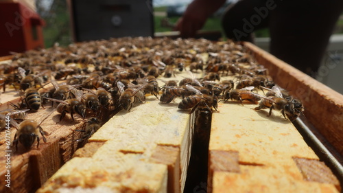 Honigbienen © theresa