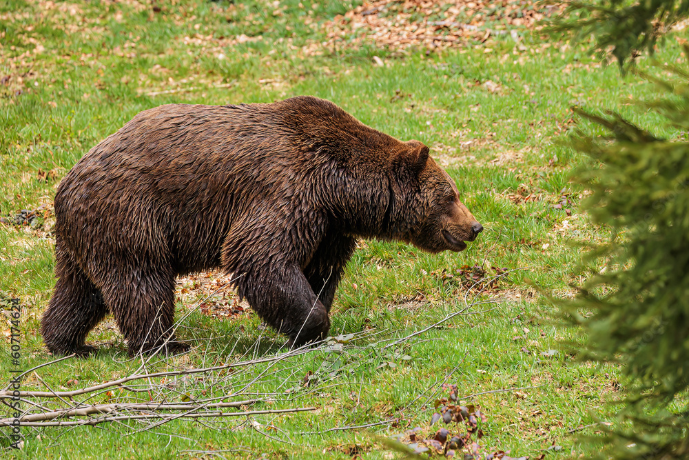 male brown bear (Ursus arctos) sniffs the direction male brown bear (Ursus arctos) sniffs the direction