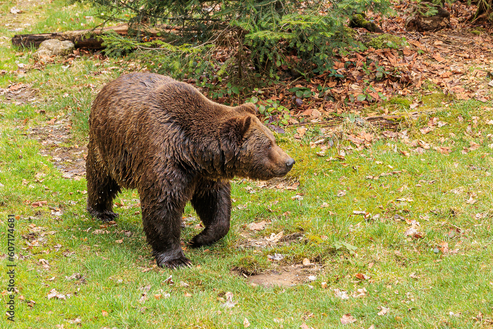 male brown bear (Ursus arctos) he crawled out of the water wet male brown bear (Ursus arctos) he crawled out of the water wet