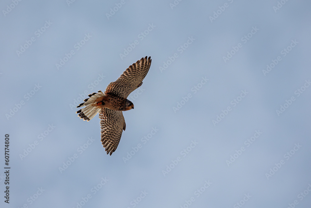 Fototapeta premium The American kestrel (Falco sparverius) high overhead