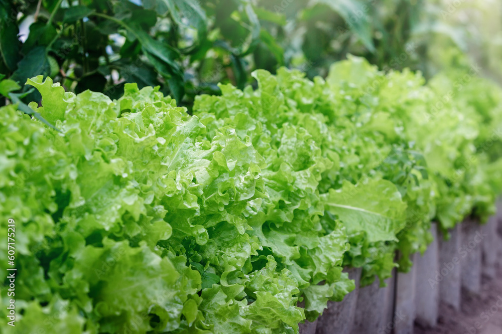 Ripe leaves of freshly ripened lettuce in the flowerbed on a summer sunny day. Ripe leaves of freshly ripened lettuce in the flowerbed on a summer sunny day.