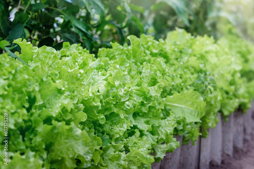 Ripe leaves of freshly ripened lettuce in the flowerbed on a summer sunny day.
