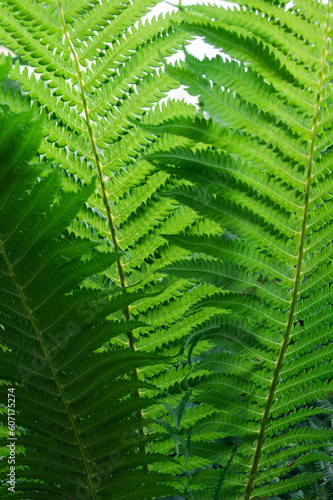 The vertical photo is completely filled with sunlit green fern leaves