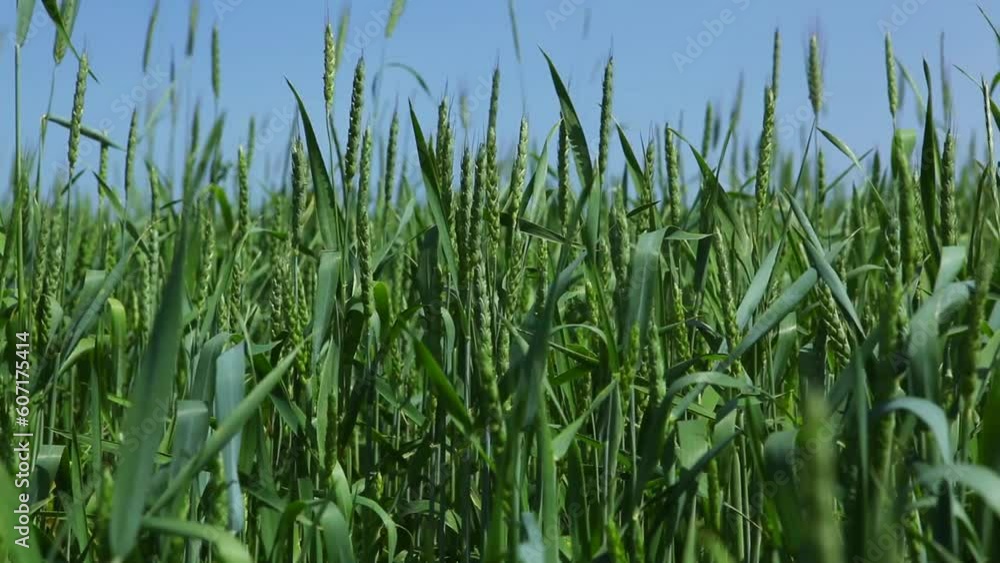 Rural landscape and eco-friendly grain cultivation. Growing organic wheat and bio food concept. Beautiful blue sky. Agriculture concept. Rural landscape and eco-friendly grain cultivation. Growing organic wheat and bio food concept. Beautiful blue sky. Agriculture concept.