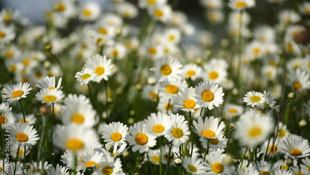 Daisy Chamomile flowers field background. Beautiful nature scene with blooming chamomilles in sun flare. Sunny day. Summer flowers. Daisy Chamomile flowers field background. Beautiful nature scene with blooming chamomilles in sun flare. Sunny day. Summer flowers.