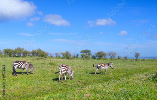 Zebras in the Masai Mara National Park in Kenya, Africa. photo