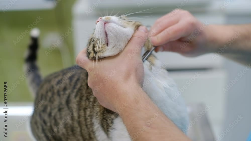 The vet hands shave cat hair on the neck to prepare the animal for