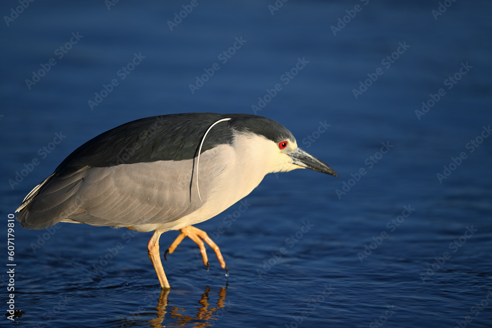 Obraz premium Black-crowned Night Heron, aka Nycticorax nycticorax portrait