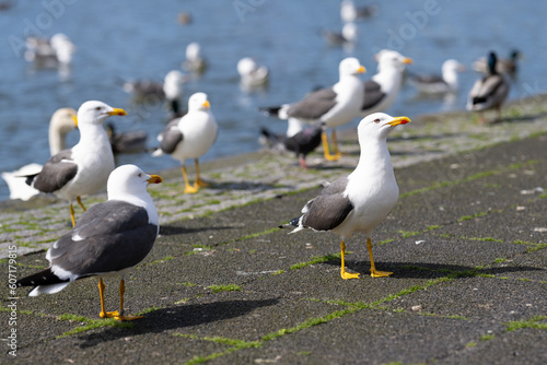 Lesser black backed gulls in the city begging for food