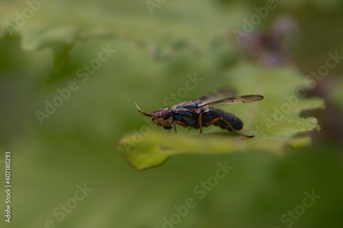 Dorycera graminum - Picture-winged fly - Dorycere © Thomas