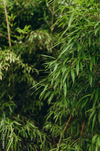 Sasa ramosa is one of the most cold-resistant bamboos, forming thick thickets under the forest canopy or on edges. Park greenery plants outside.