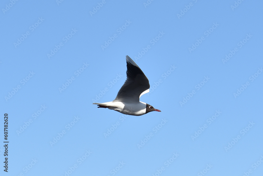 Obraz premium Seagull