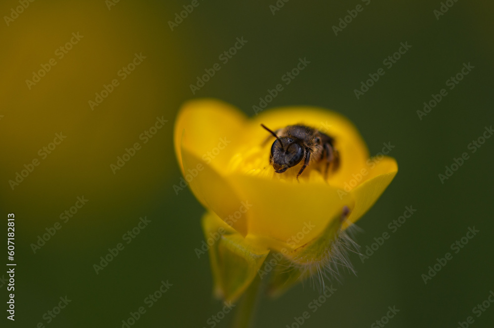 Lasioglossum leucozonium - Lasioglossum similis - White-zoned Furrow Bee - Lasioglosse bandes - blanches Lasioglossum leucozonium - Lasioglossum similis - White-zoned Furrow Bee - Lasioglosse bandes - blanches