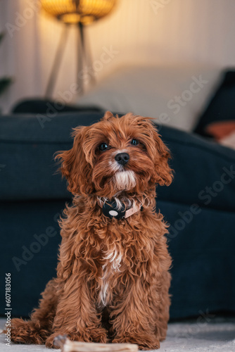 Cavapoo