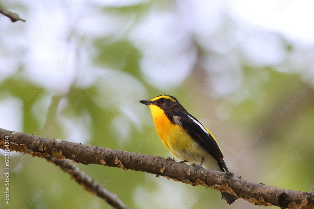 Narcissus Flycatcher (Ficedula narcissina) male in Japan Narcissus Flycatcher (Ficedula narcissina) male in Japan