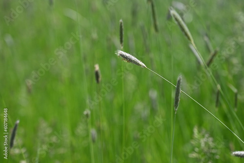 spring green grass spikelets, lush spring meadow 