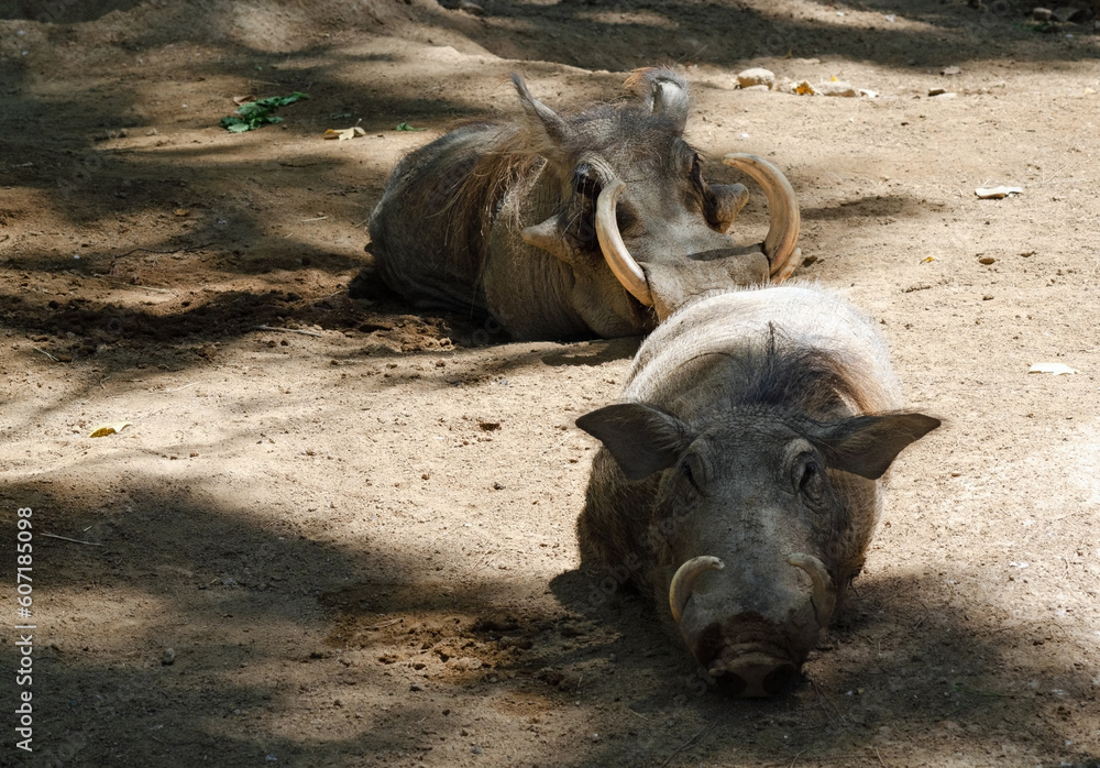 Pair of adult warthogs in the dirt Pair of adult warthogs in the dirt