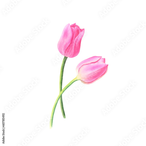 Pink tulips isolated on transparent background. Hand drawn watercolor.