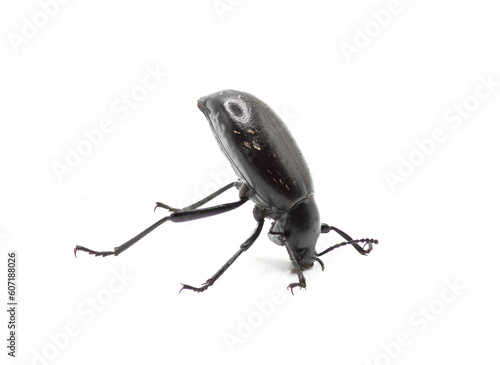 Desert Stink Beetle Doing a Headstand on a White Background photo