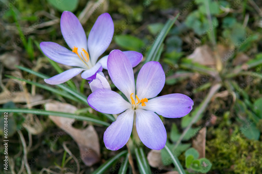 Elfenkrokusse (Crocus tommasianus 'Whitewell Purple') Makro Elfenkrokusse (Crocus tommasianus 'Whitewell Purple') Makro