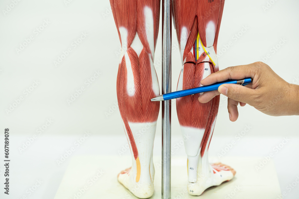Physiotherapist explaining muscle injury to athlete.Doctor explains the musculoskeletal system of office syndrome and pointing to the muscle model on white background.Medical education concept. Physiotherapist explaining muscle injury to athlete.Doctor explains the musculoskeletal system of office syndrome and pointing to the muscle model on white background.Medical education concept.