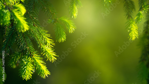 фотографія Beautiful summer background with branches of a pine or other coniferous tree with beautiful soft bokeh in the background