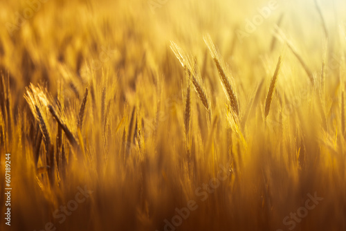 Beautiful summer background with wheat in sunlight at sunset. Ears of wheat with rays of the sun, background 