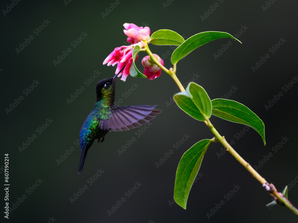 Obraz premium Fiery-throated Hummingbird In Flight Feeding On A Pink Flower