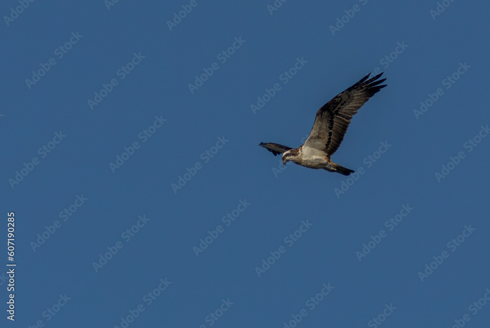Osprey soaring with bright blue sky background 