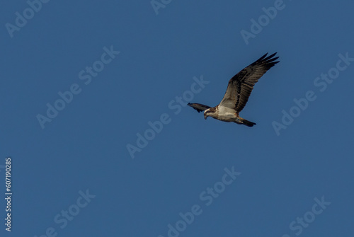 Osprey soaring with bright blue sky background 