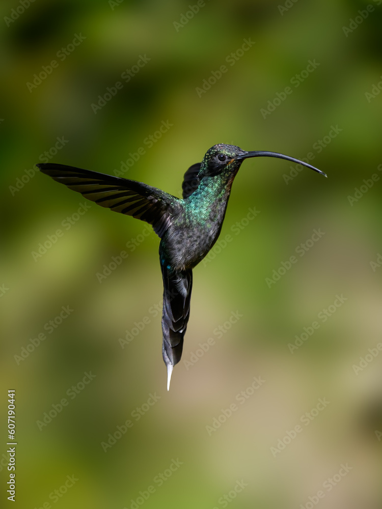 Fototapeta premium Green Hermit Hummingbird in flight on green background