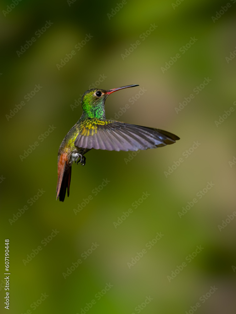 Fototapeta premium Rufous-tailed Hummingbird in flight on green background