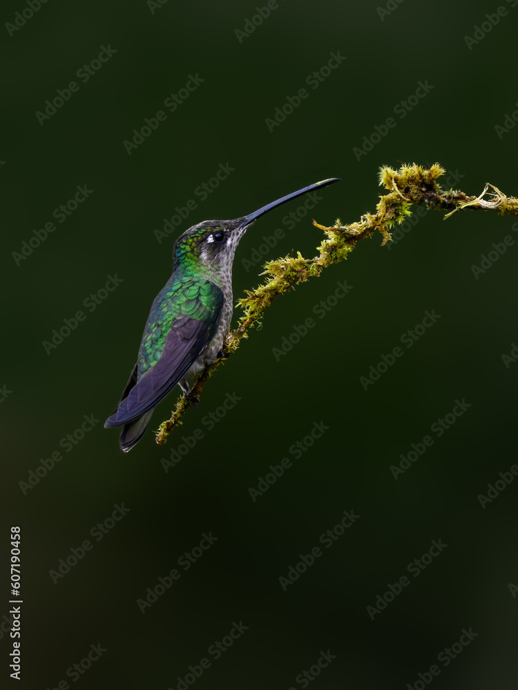 Obraz premium Talamanca Hummingbird portrait on mossy stick against green background
