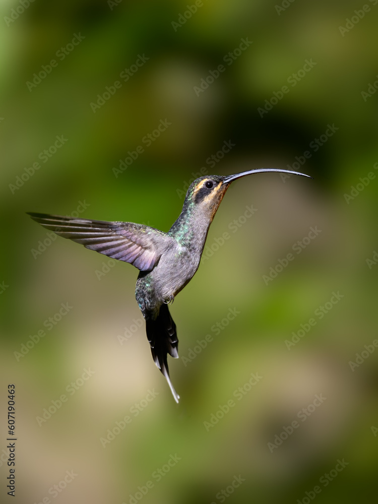 Naklejka premium Green Hermit in flight on green background