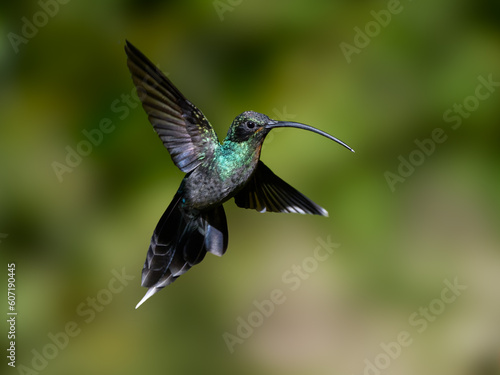 Green Hermit Hummingbird in flight on green background © FotoRequest