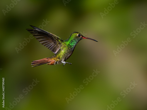 Rufous-tailed Hummingbird in flight on green background
